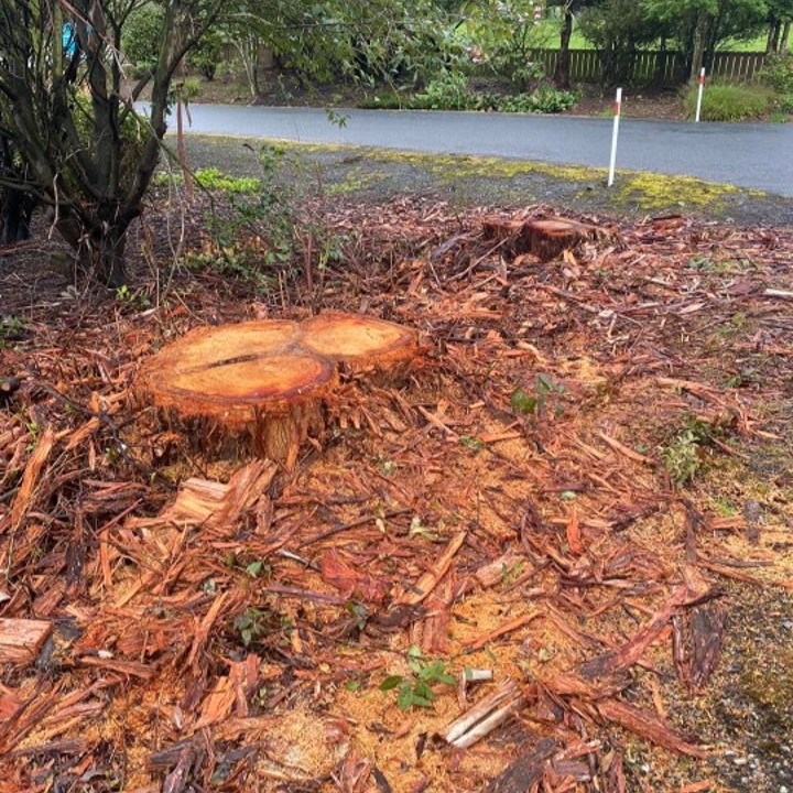Stump-grinding-services-Otago
