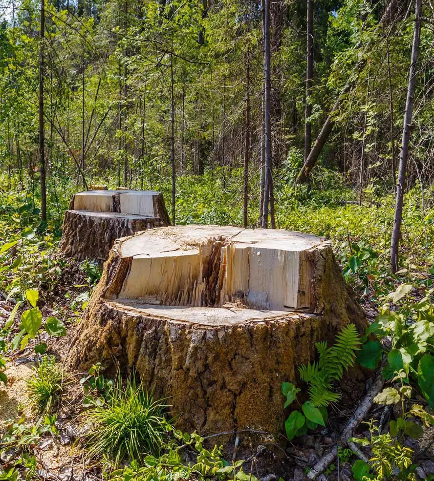 Stump grinding services Otago