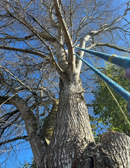 Tree health assesments Otago Tree health assesments Otago