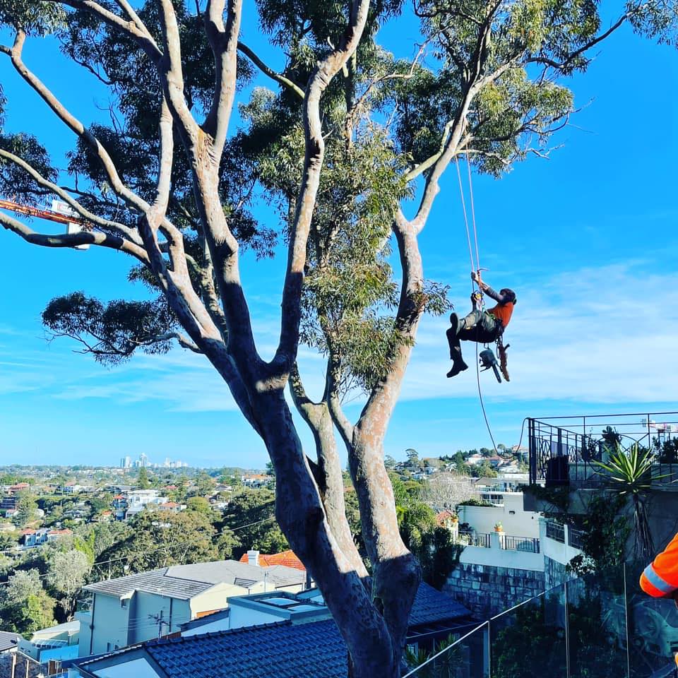 Tree pruning and shaping