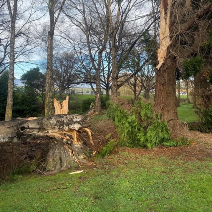 Tree-removal-Otago