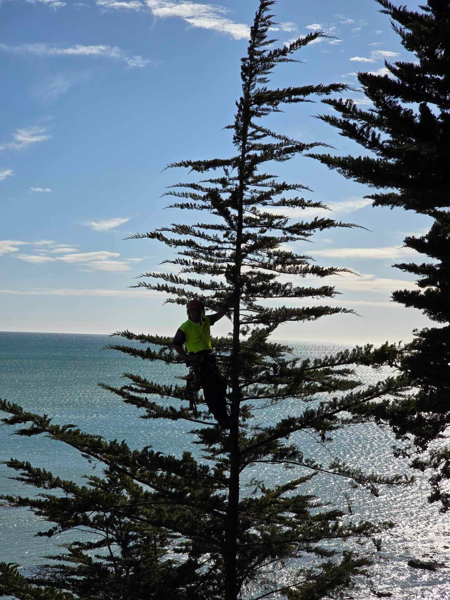 Tree removal by Cut Above - Otago Tree Services